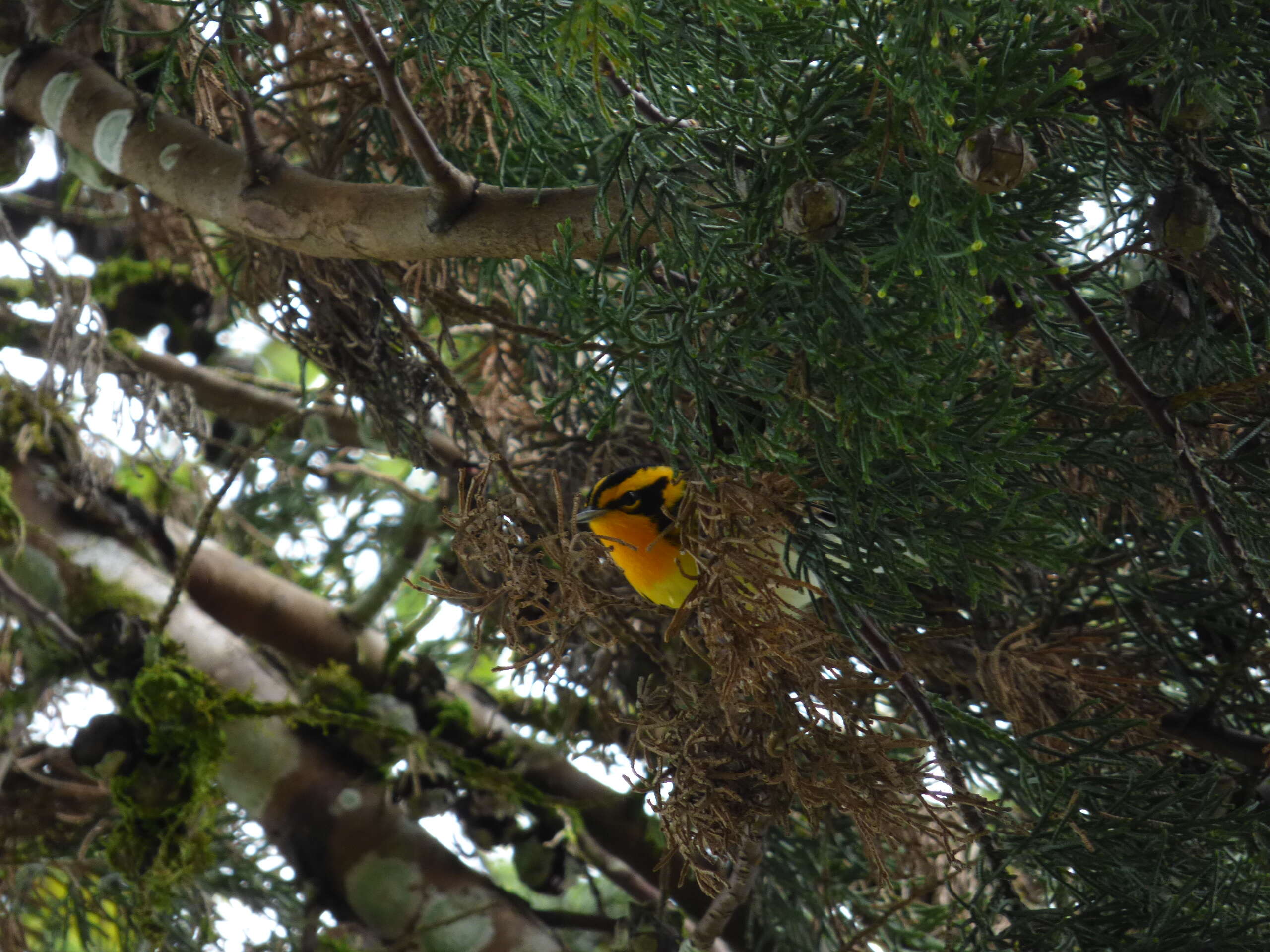 Image of Blackburnian Warbler