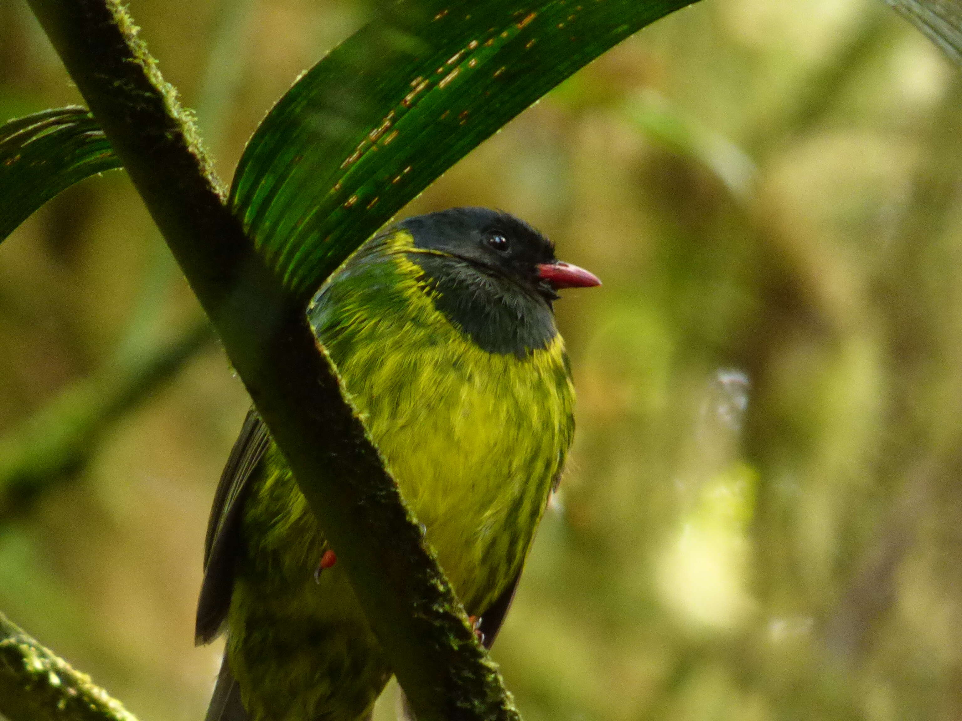 Image of Green-and-black Fruiteater