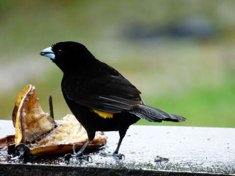 Image of Lemon-rumped Tanager