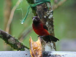 Image of Crimson-backed Tanager