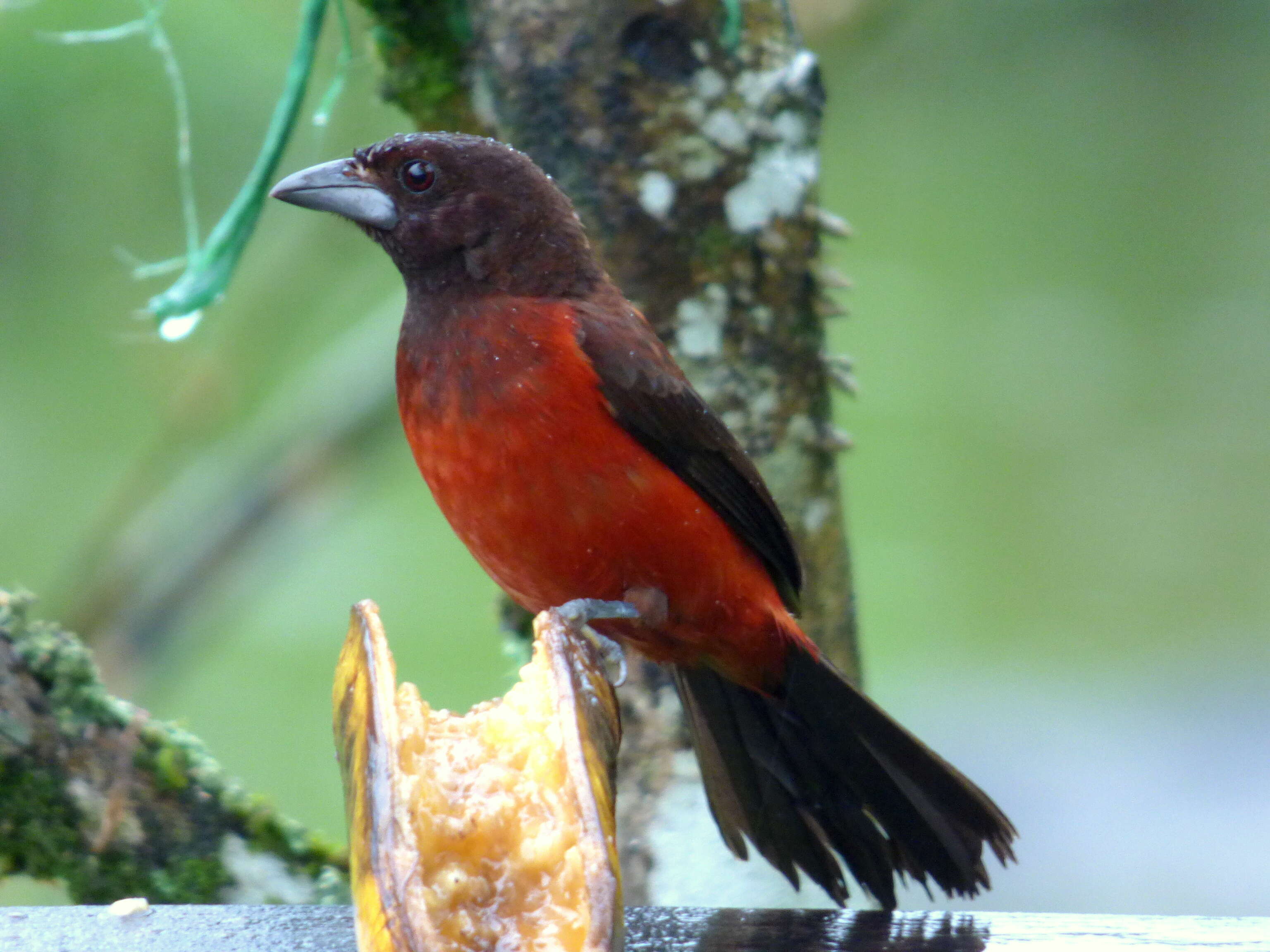 Image of Crimson-backed Tanager