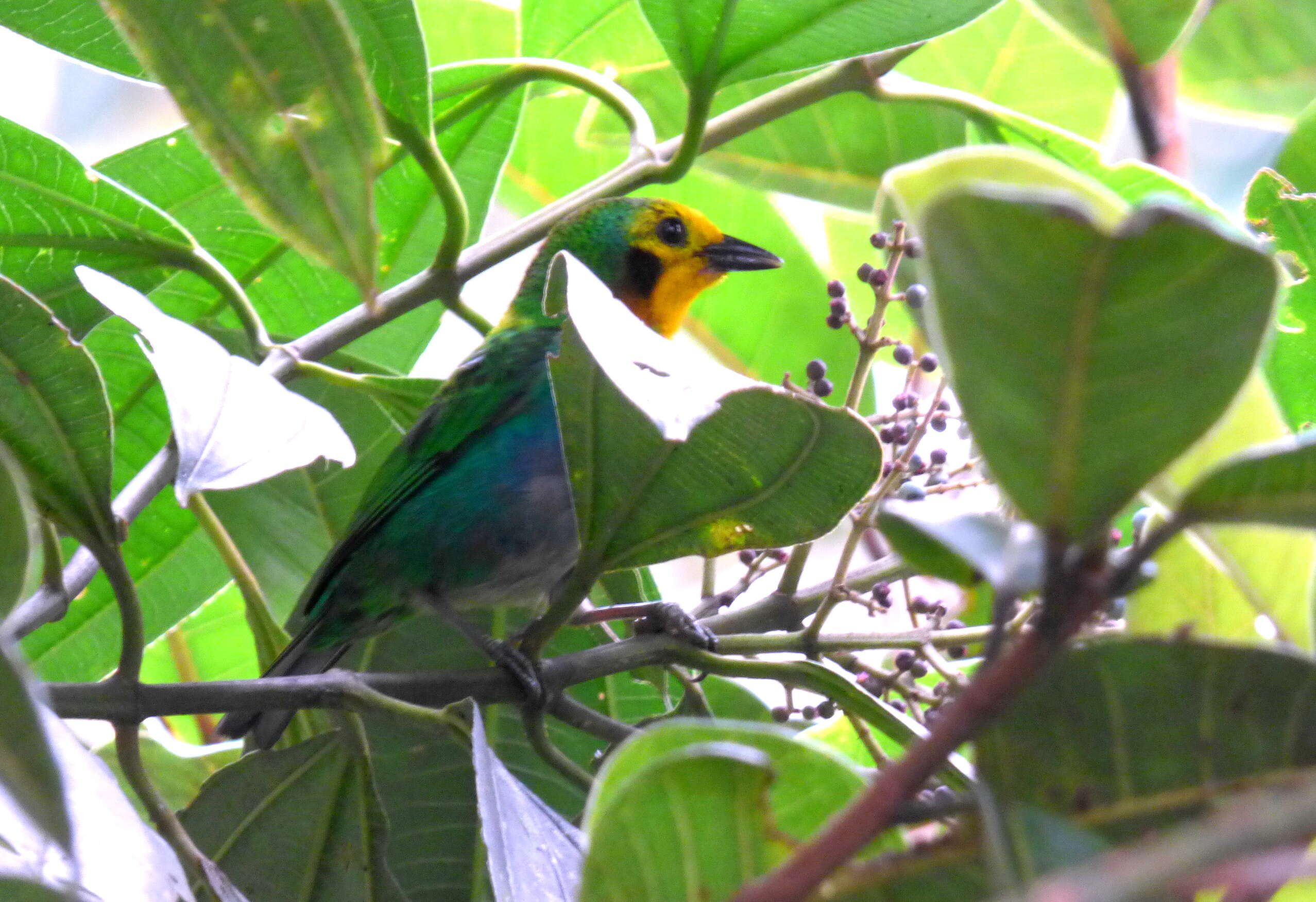 Imagem de Chlorochrysa nitidissima Sclater & PL 1874