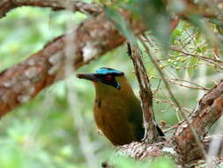 Momotus aequatorialis Gould 1858 resmi