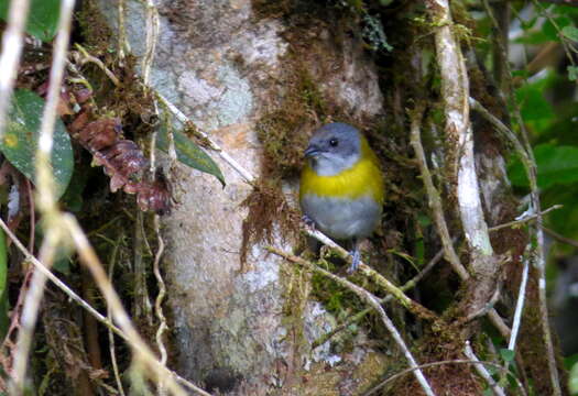 Image of Ashy-throated Bush Tanager