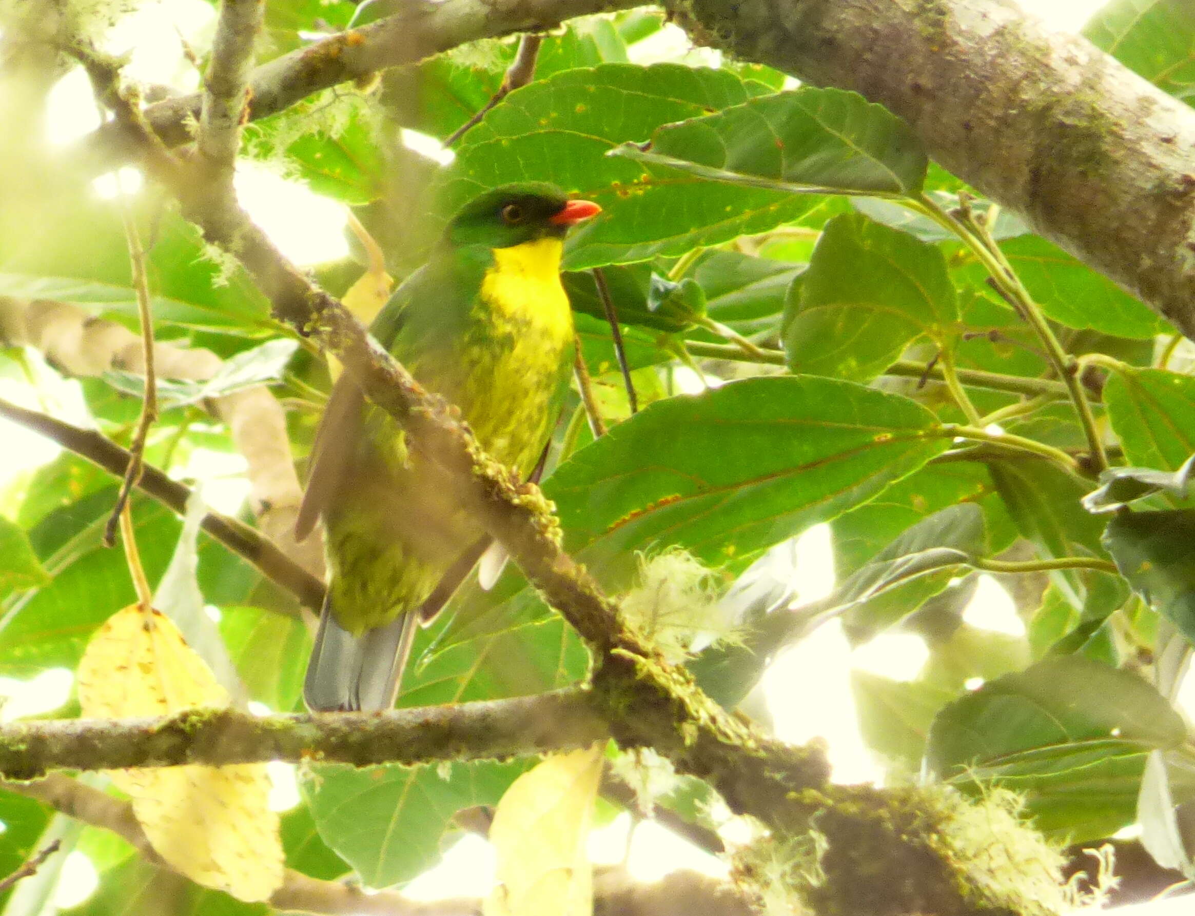 Image de Cotinga à poitrine d'or