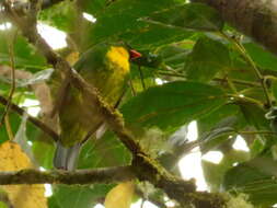 Image de Cotinga à poitrine d'or