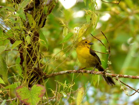 Image of Olive-headed Brush-Finch