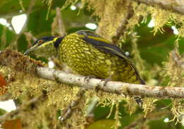 Image of Ampelioides Verreaux & J 1867