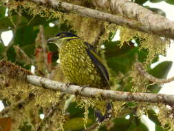 Imagem de Ampelioides Verreaux & J 1867