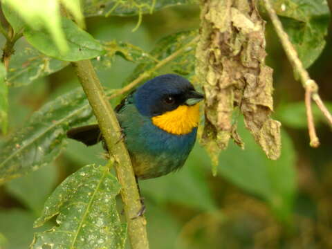 Image of Purplish-mantled Tanager