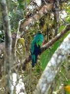 Image de Quetzal doré