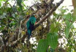 Image de Quetzal doré