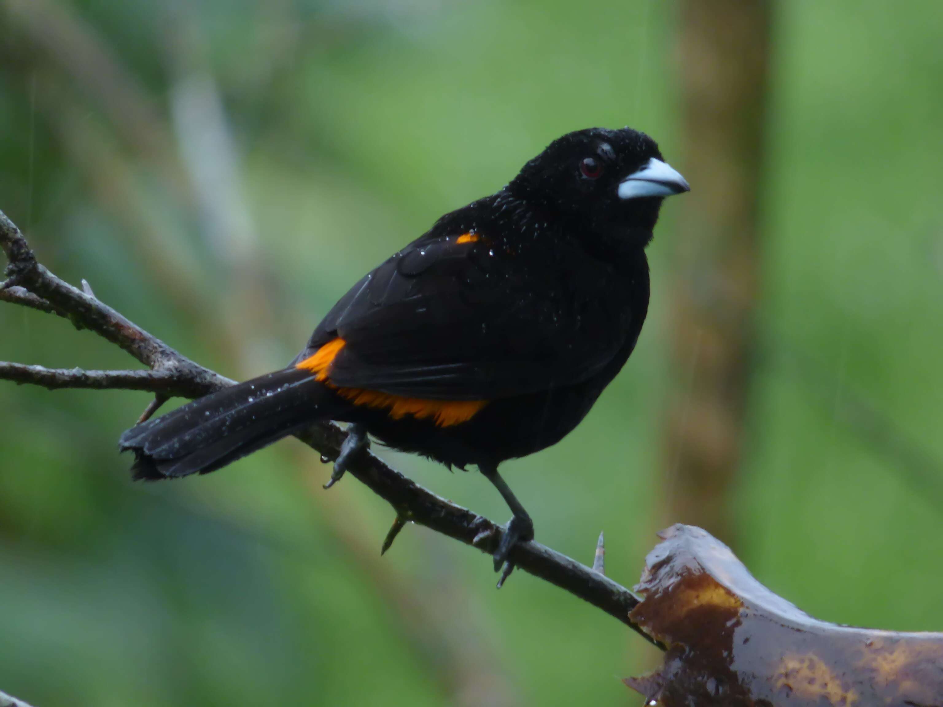 Image of Flame-rumped Tanager