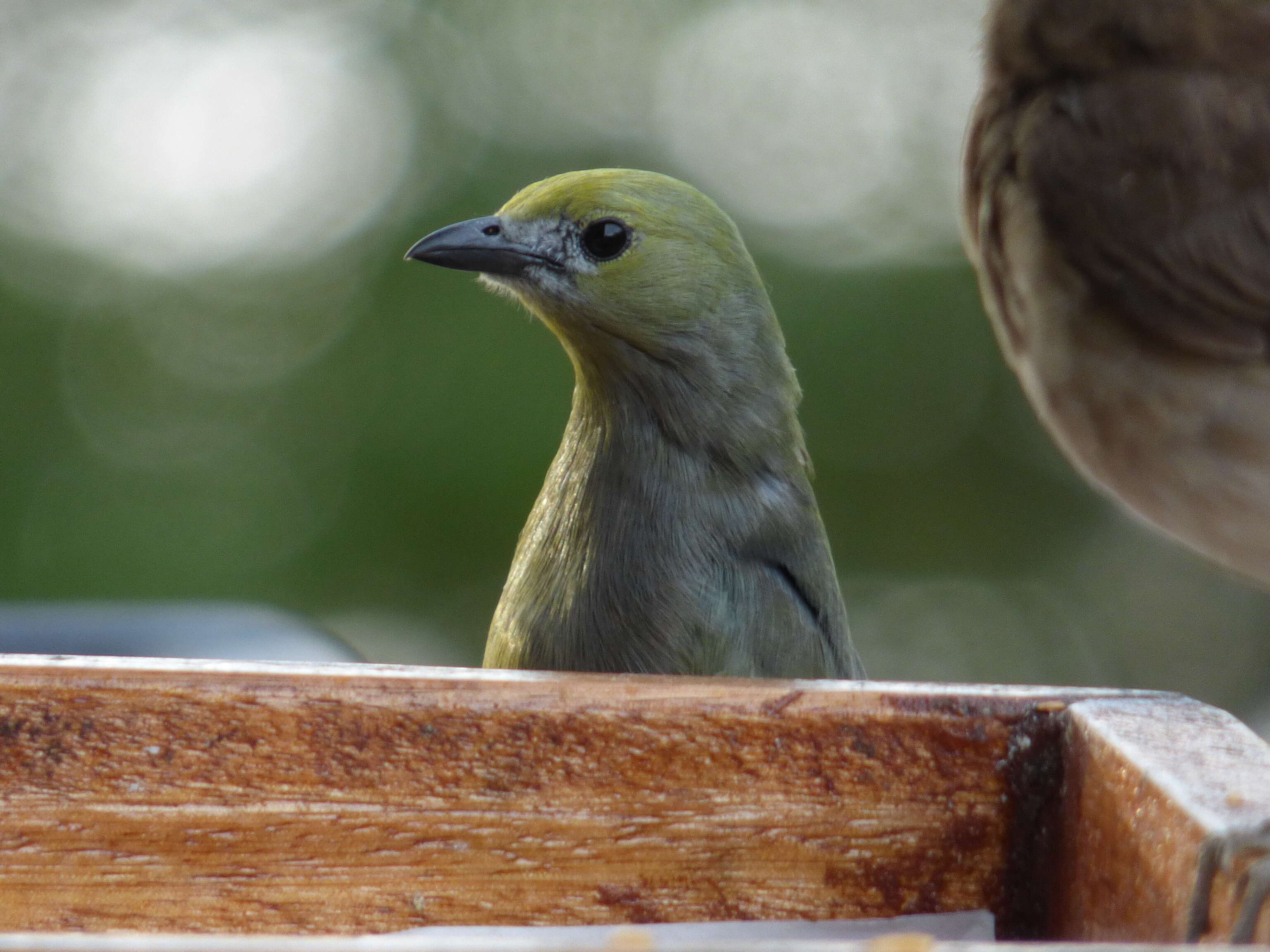 صورة Thraupis palmarum (Wied-Neuwied 1821)