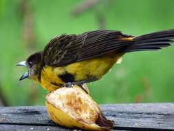 Image of Flame-rumped Tanager