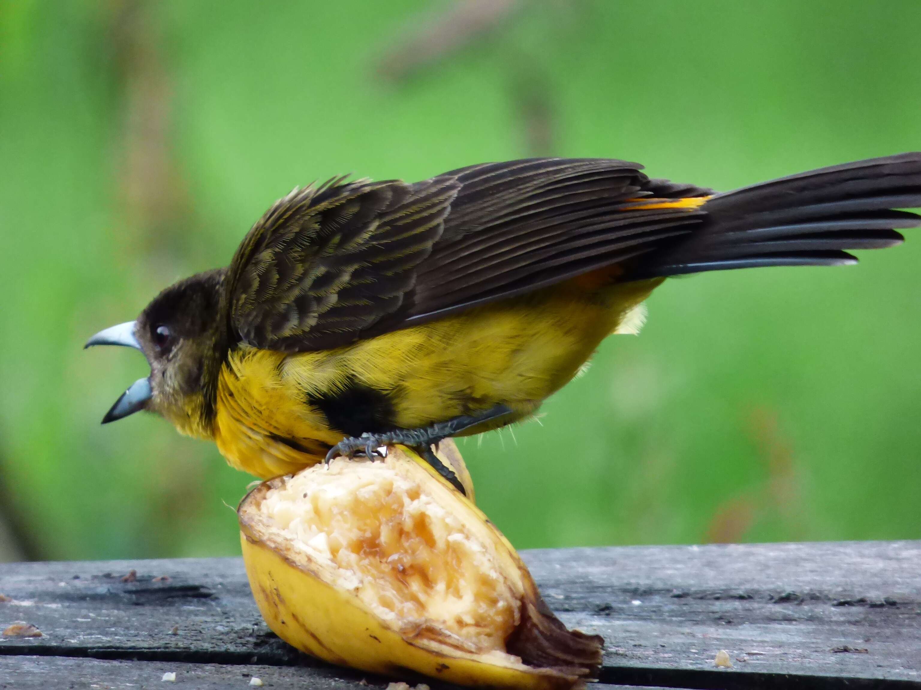 Image of Flame-rumped Tanager