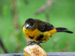 Image of Flame-rumped Tanager