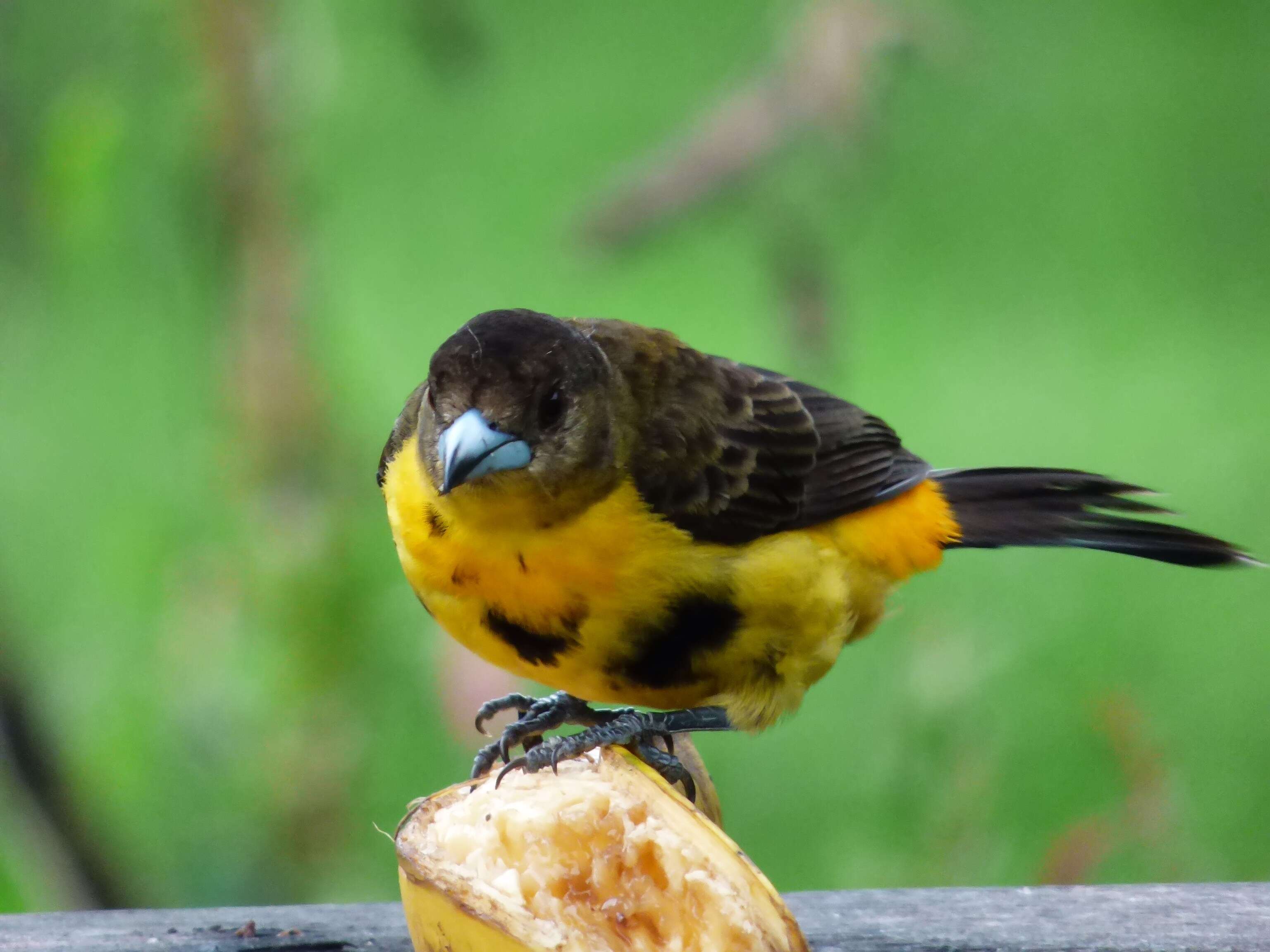 Image of Flame-rumped Tanager