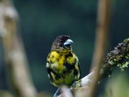 Image of Lemon-rumped Tanager