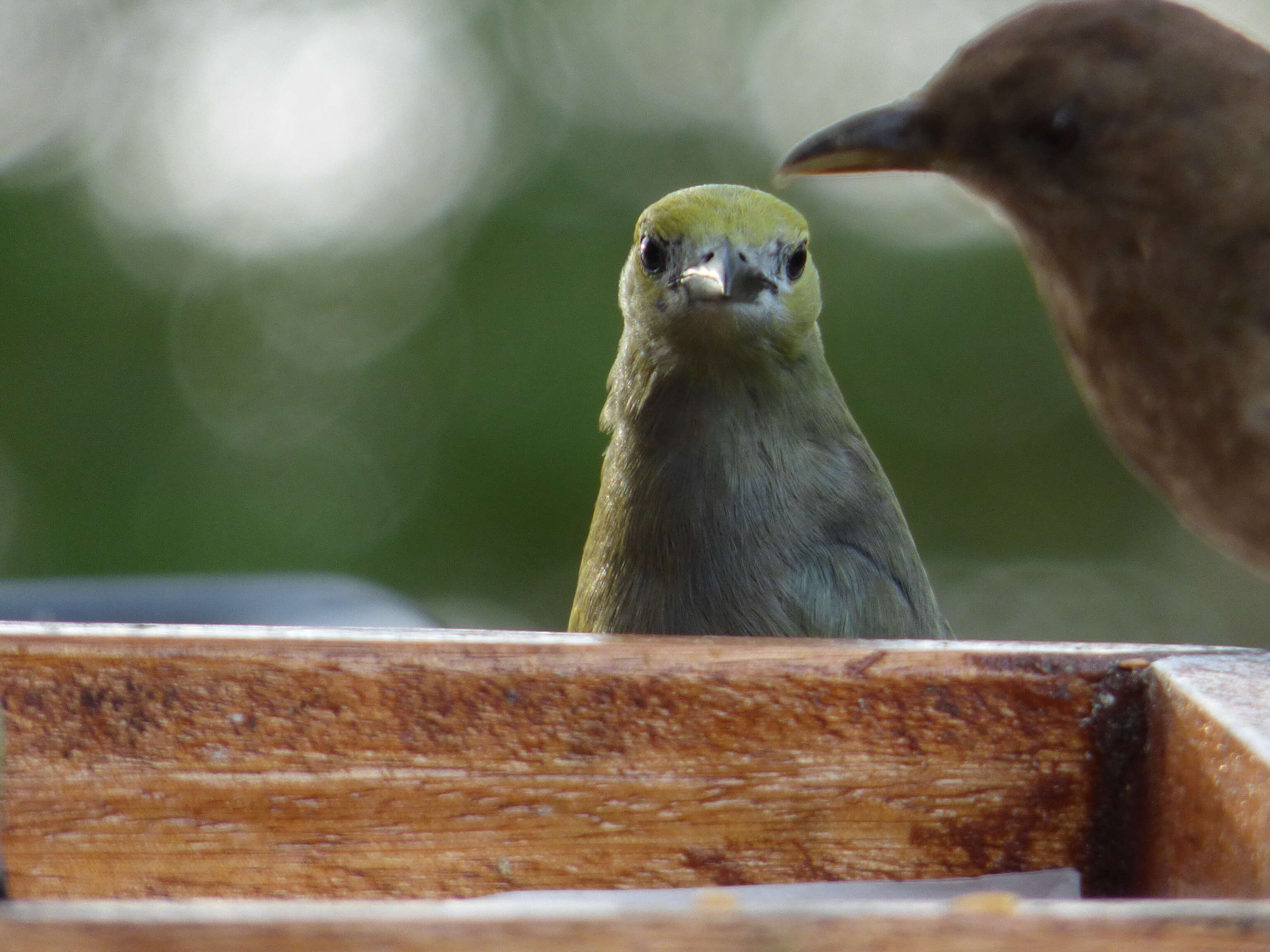 Image of Palm Tanager