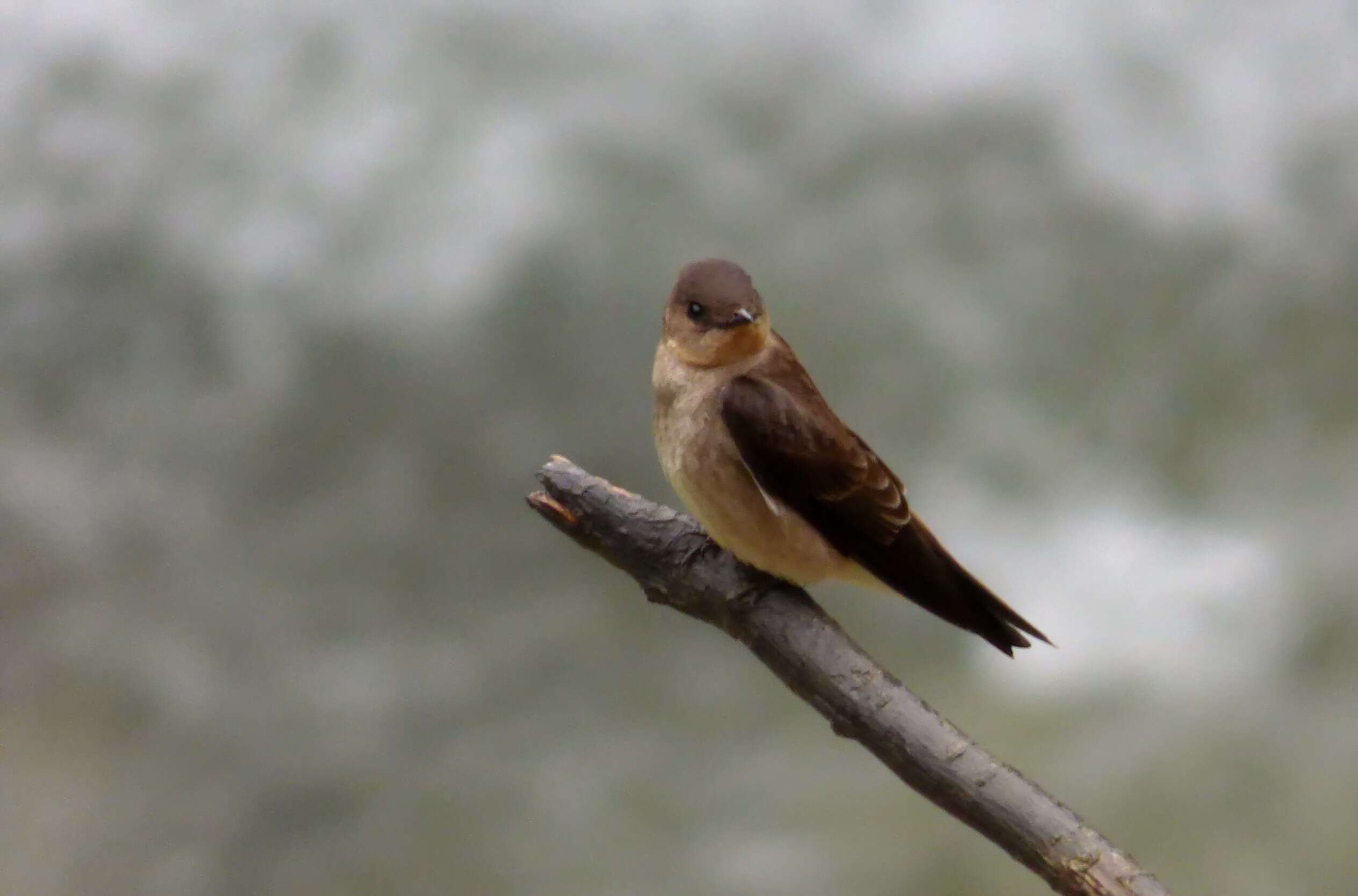 Image de Hirondelle à gorge rousse