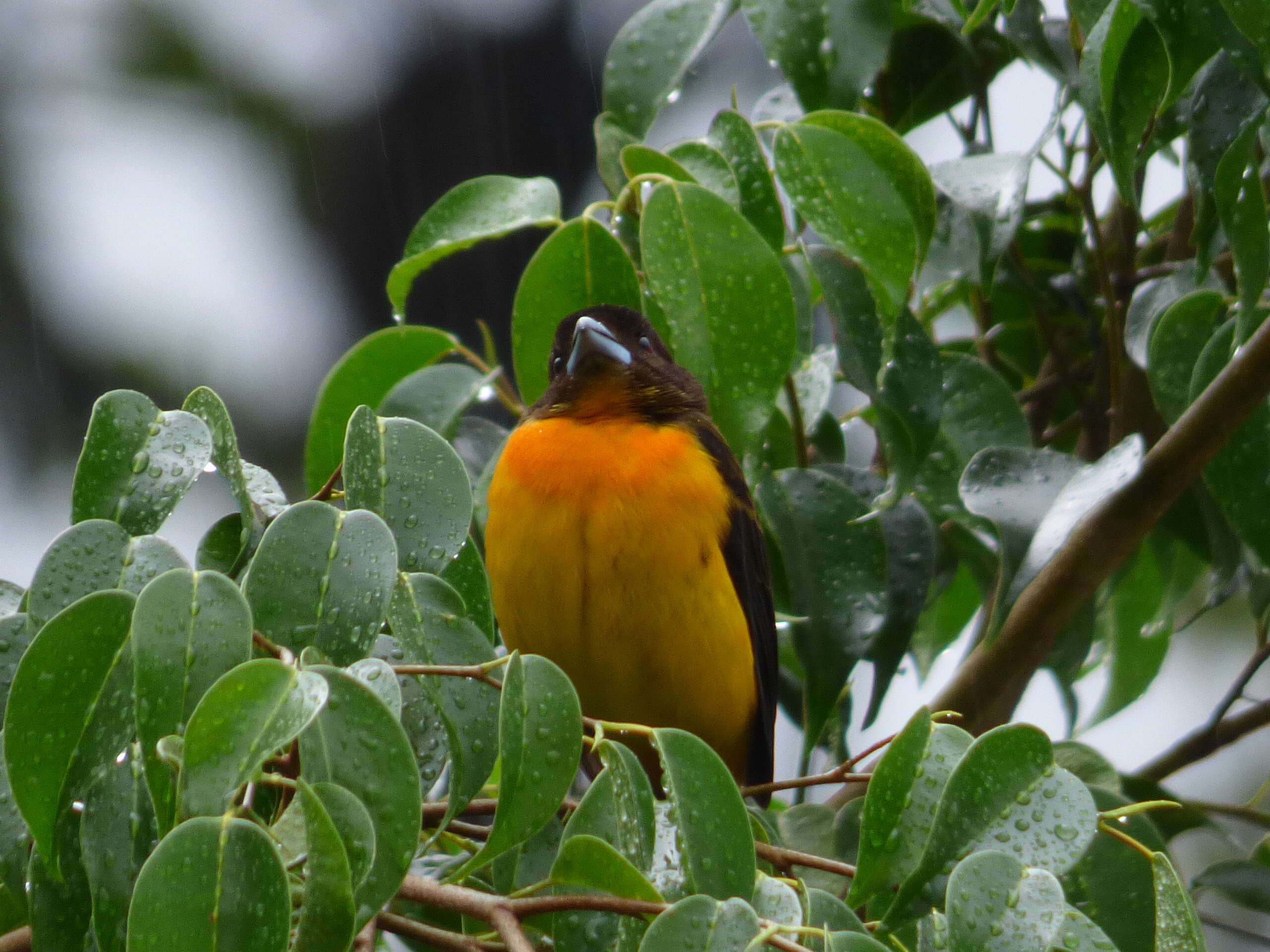 Image of Flame-rumped Tanager