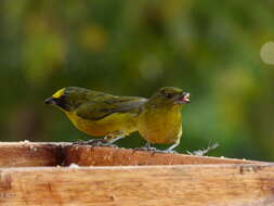 Image of Thick-billed Euphonia