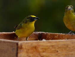 Image of Thick-billed Euphonia