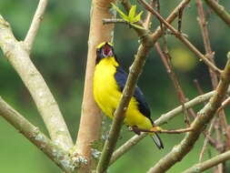 Image of Thick-billed Euphonia