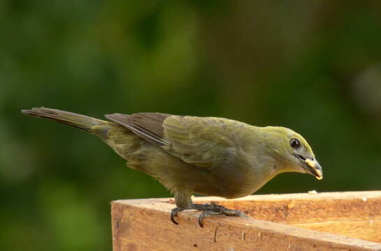 Image of Palm Tanager