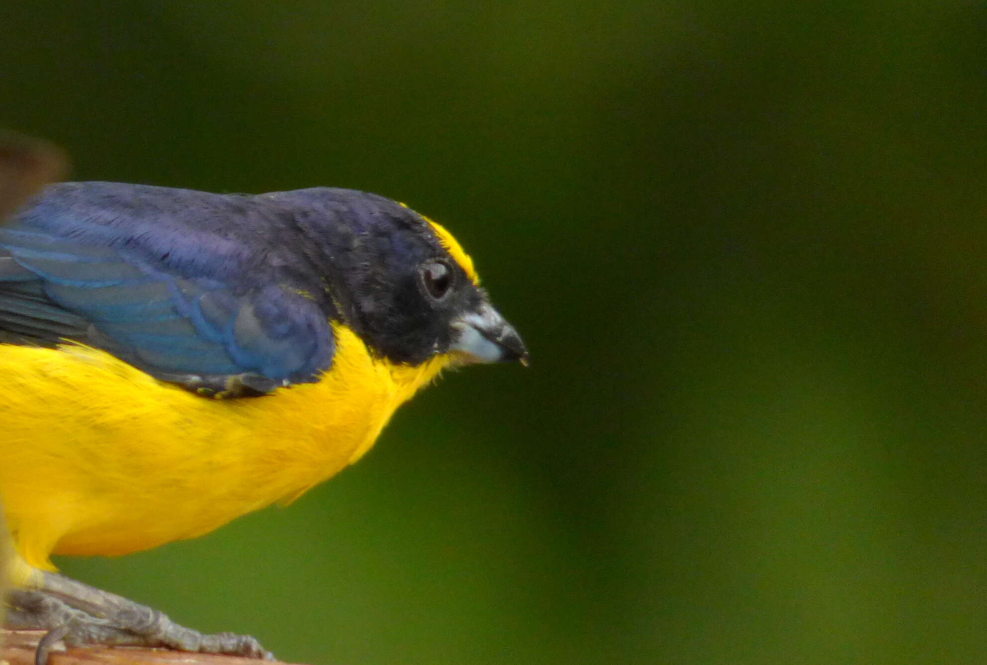 Image of Thick-billed Euphonia