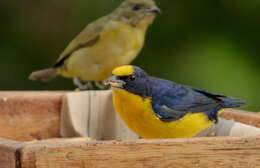 Image of Thick-billed Euphonia