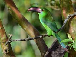 Image of Crimson-rumped Toucanet