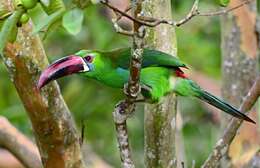 Image of Crimson-rumped Toucanet