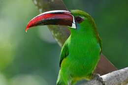 Image of Crimson-rumped Toucanet