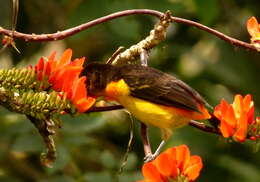 Image of Flame-rumped Tanager