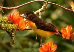 Image of Flame-rumped Tanager