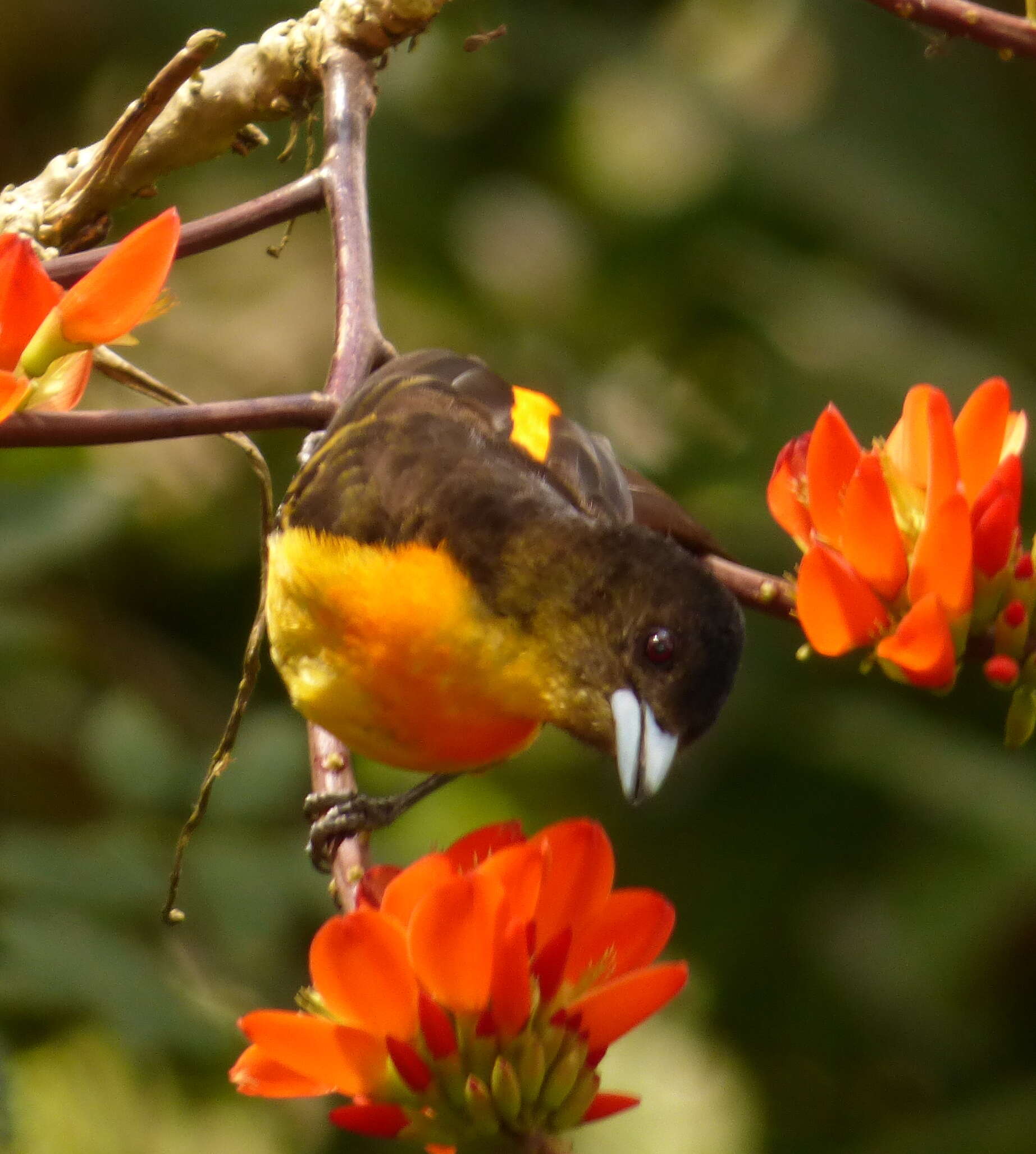 Image of Flame-rumped Tanager