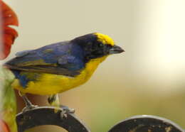 Image of Thick-billed Euphonia