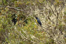 Image of Hooded Mountain Tanager