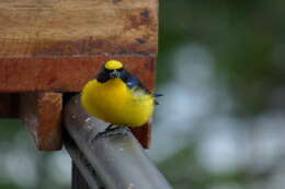 Image of Thick-billed Euphonia