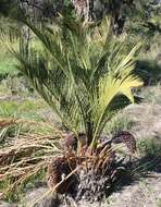 Image of Macrozamia fraseri Miq.