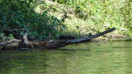 Image of American Mink