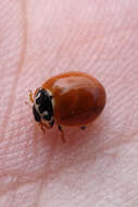 Image of Spotless Lady Beetles