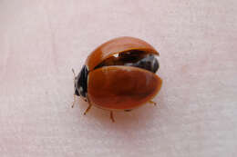 Image of Spotless Lady Beetles