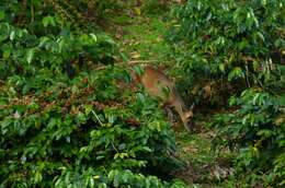 Image of Barking Deer