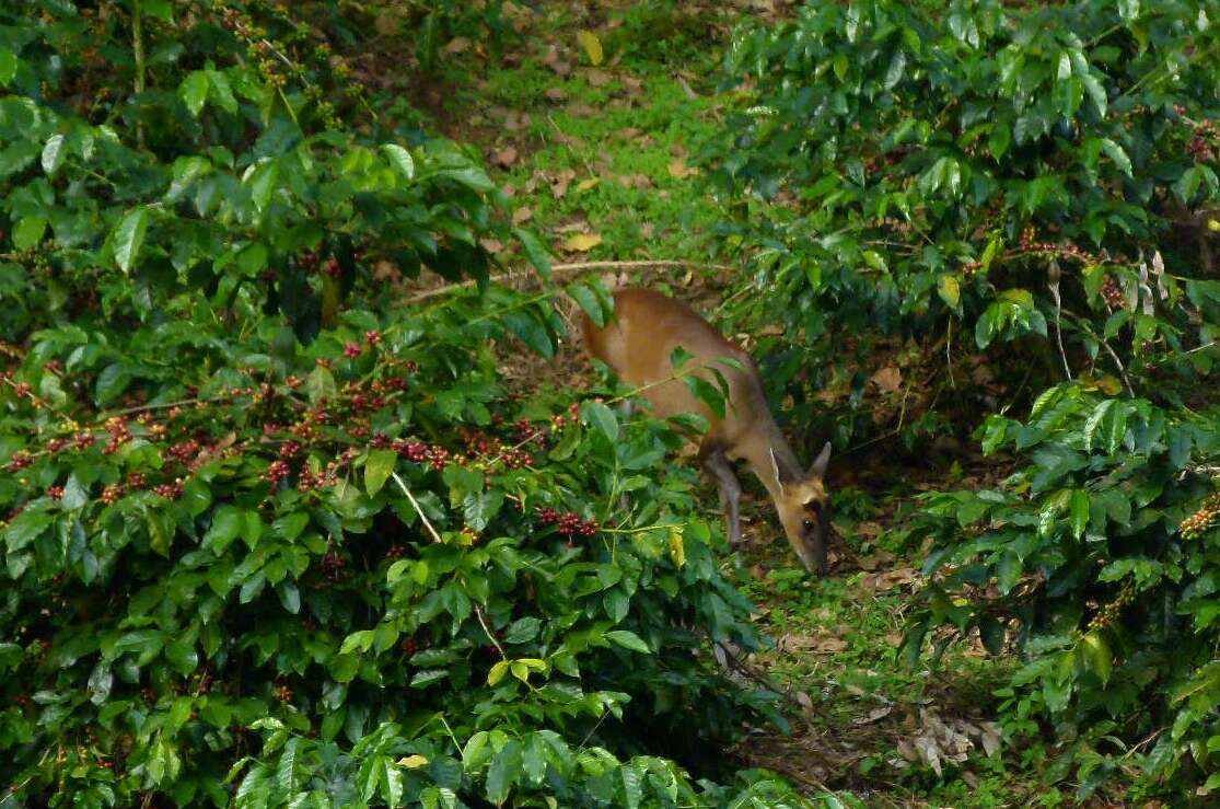 Image of Barking Deer