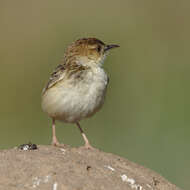 Слика од Cisticola textrix (Vieillot 1817)