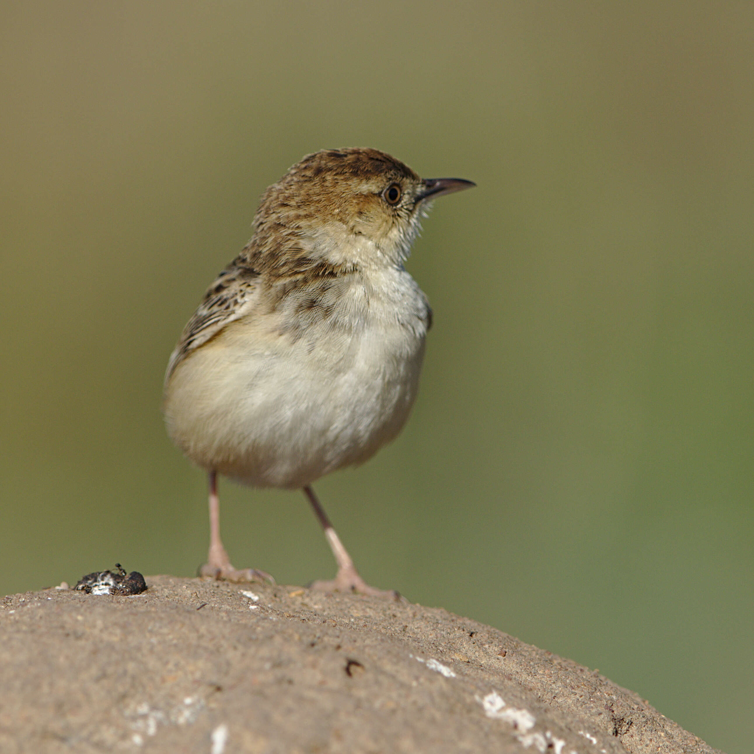 Слика од Cisticola textrix (Vieillot 1817)