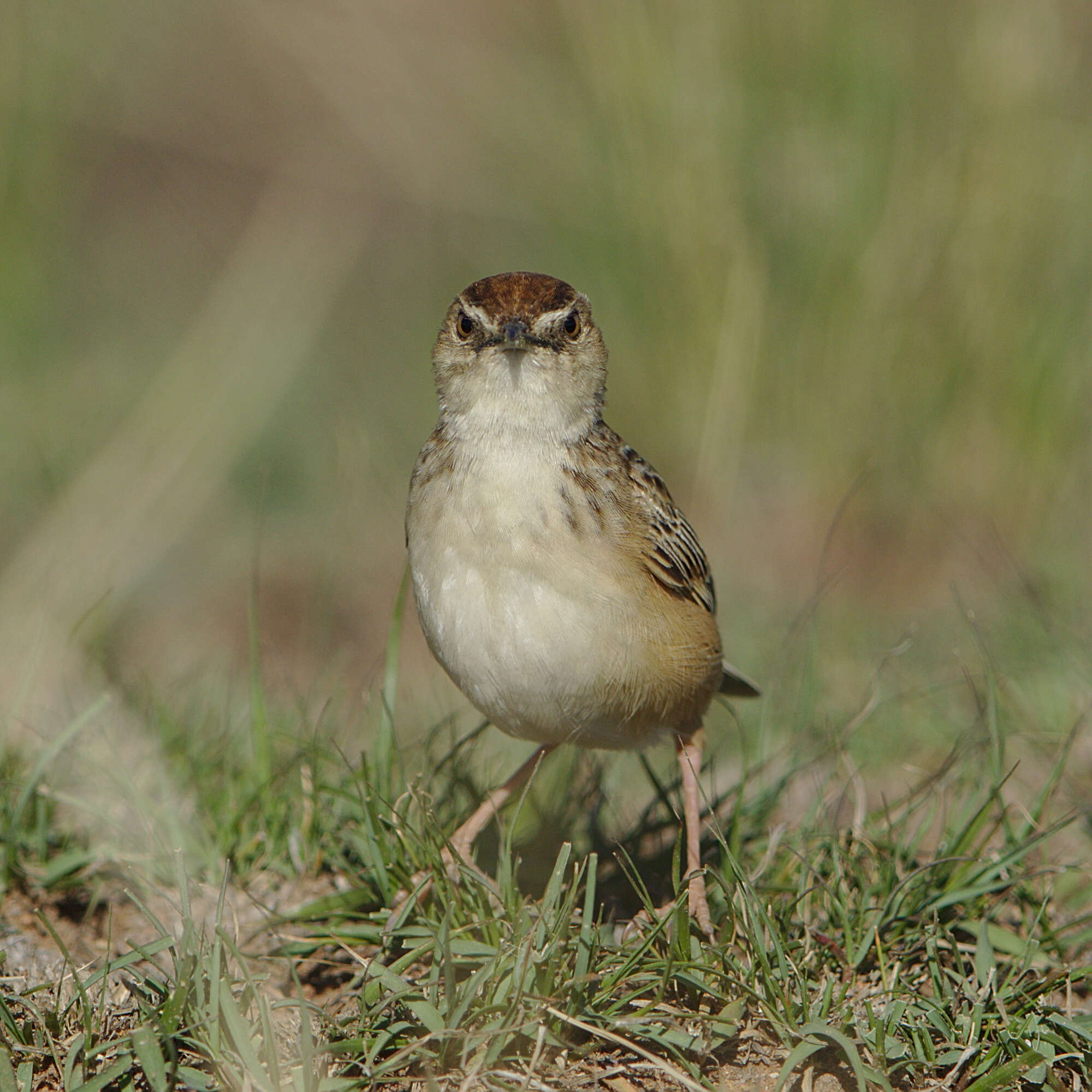 Слика од Cisticola textrix (Vieillot 1817)